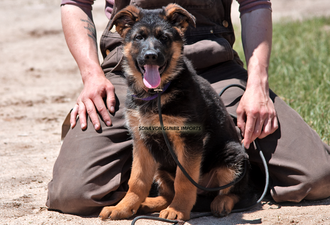 Sona vom Lärchenhain