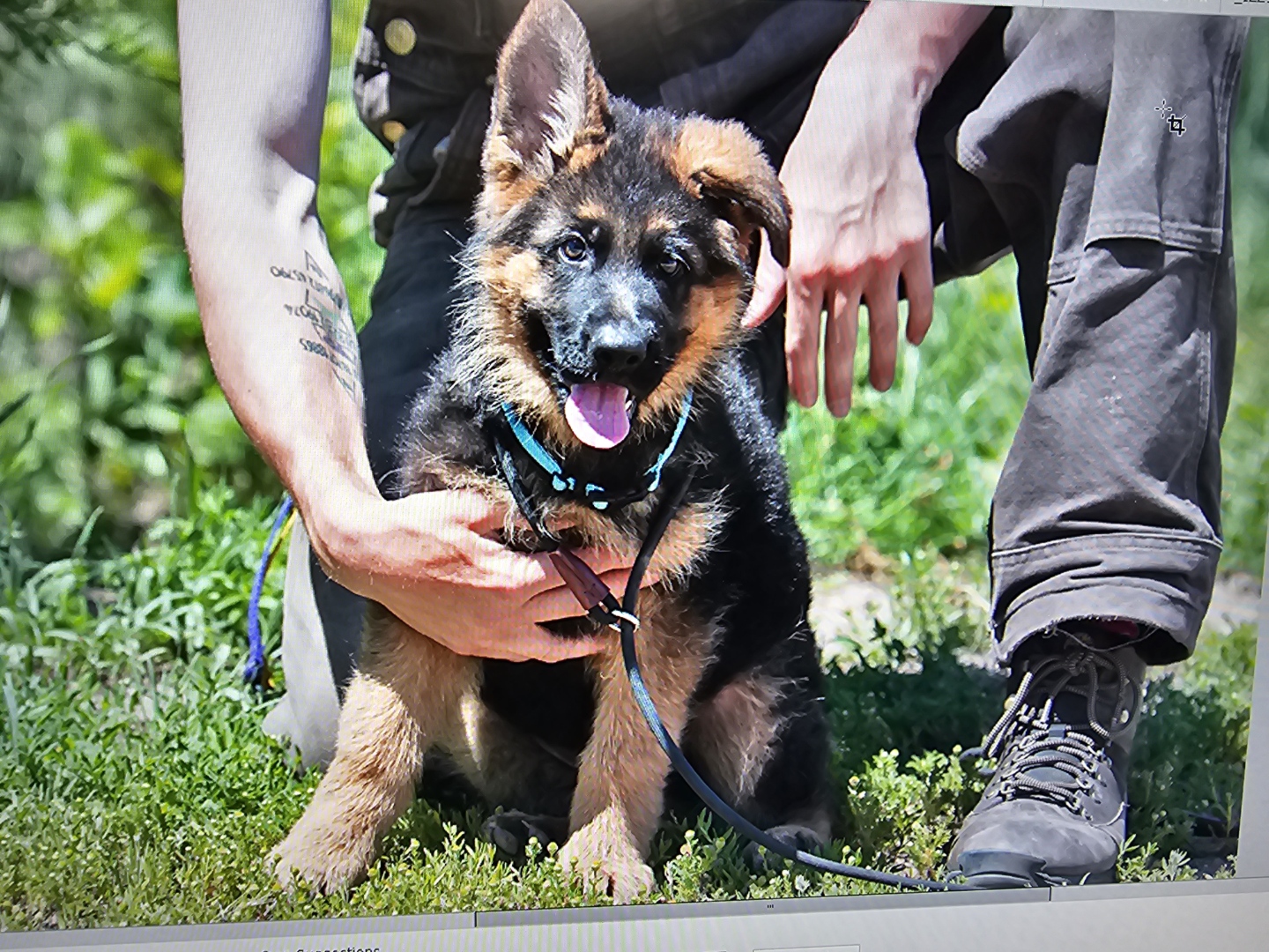 Sheldon von Gunbil Imports