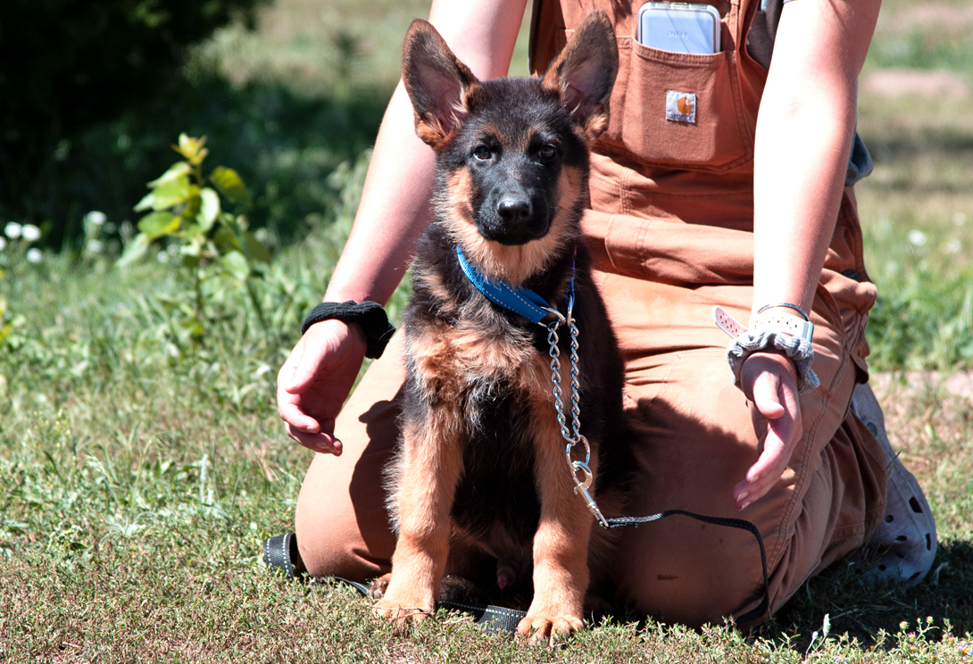 Timo vom Lärchenhain