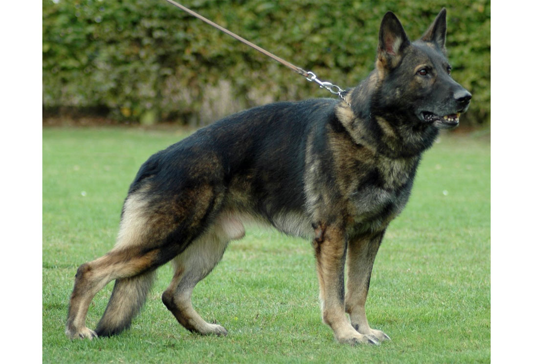 Keanu vom Hessenstein