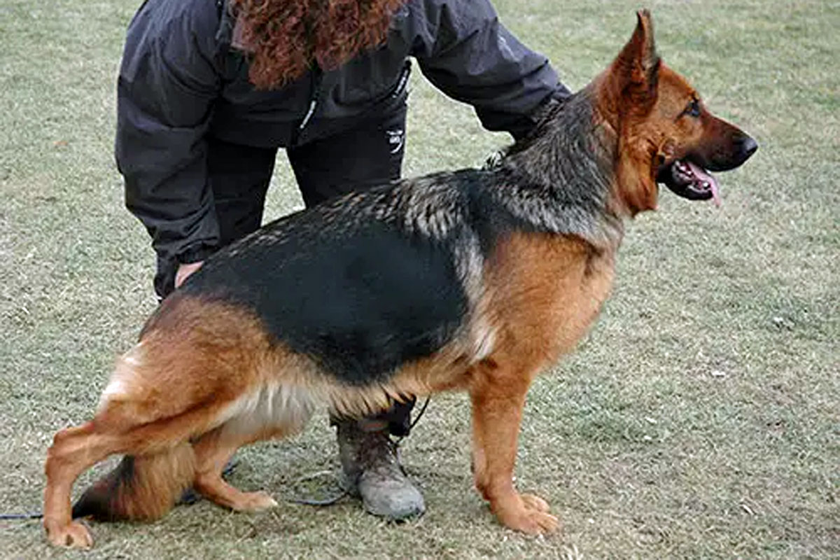 Zwiebel vom Zellwaldrand