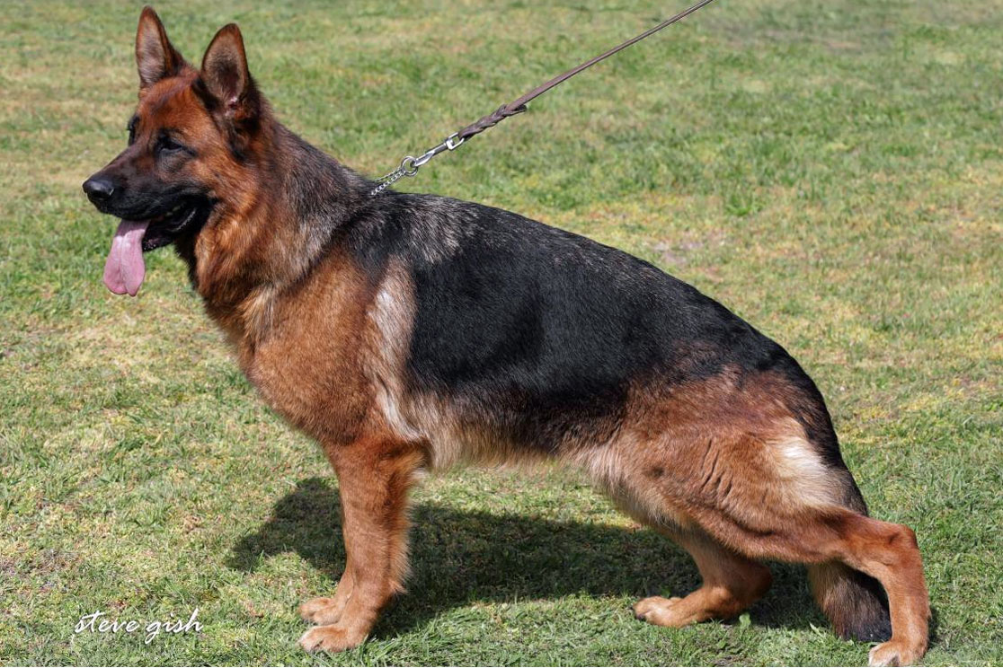 Indie vom Waldschlösschen