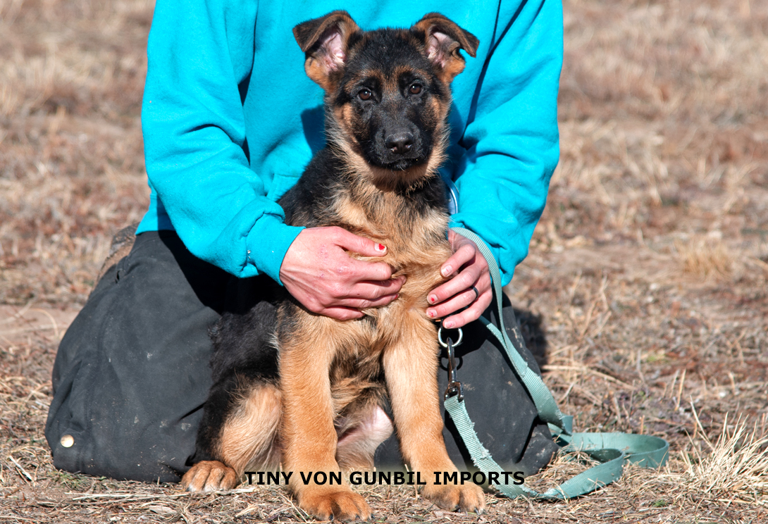 Tiny vom Haus Gunbil Rochele