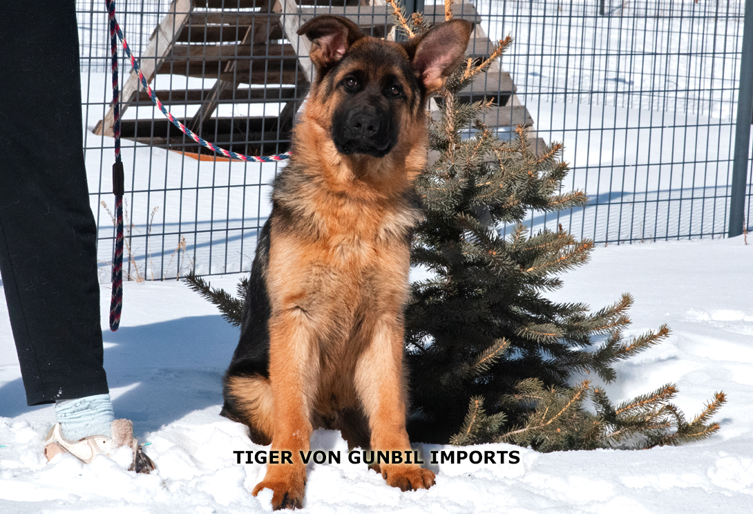 Tiger vom Haus Gunbil Rochele