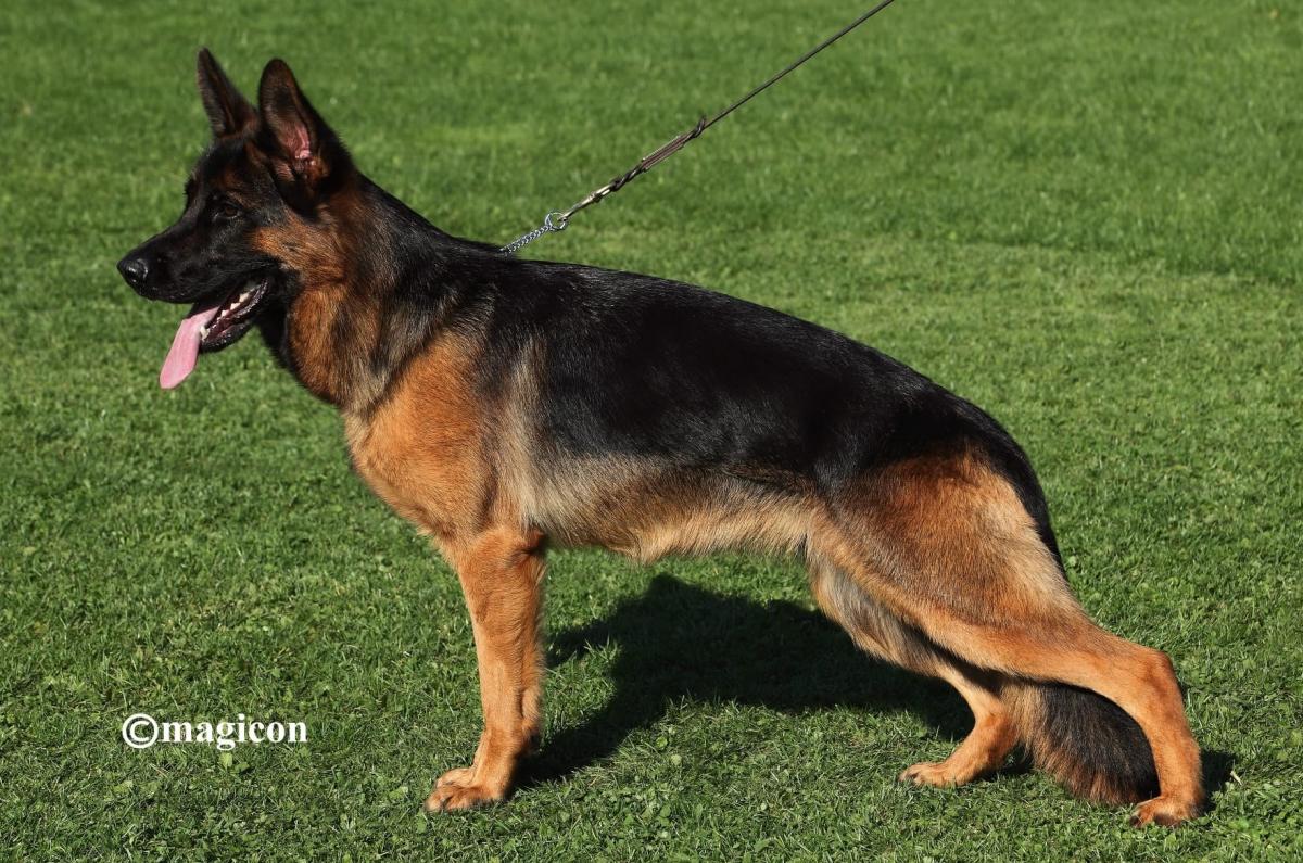 Tiki vom Team Geixenhof