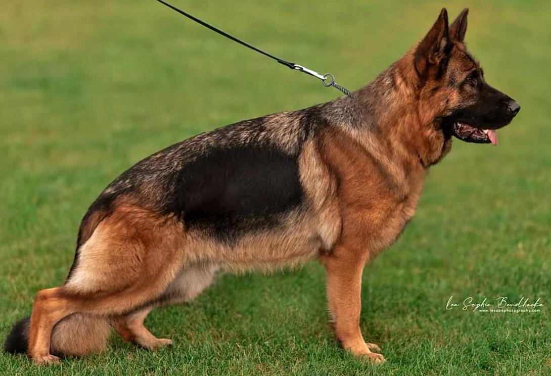 Desdeny vom Fichtenschlag