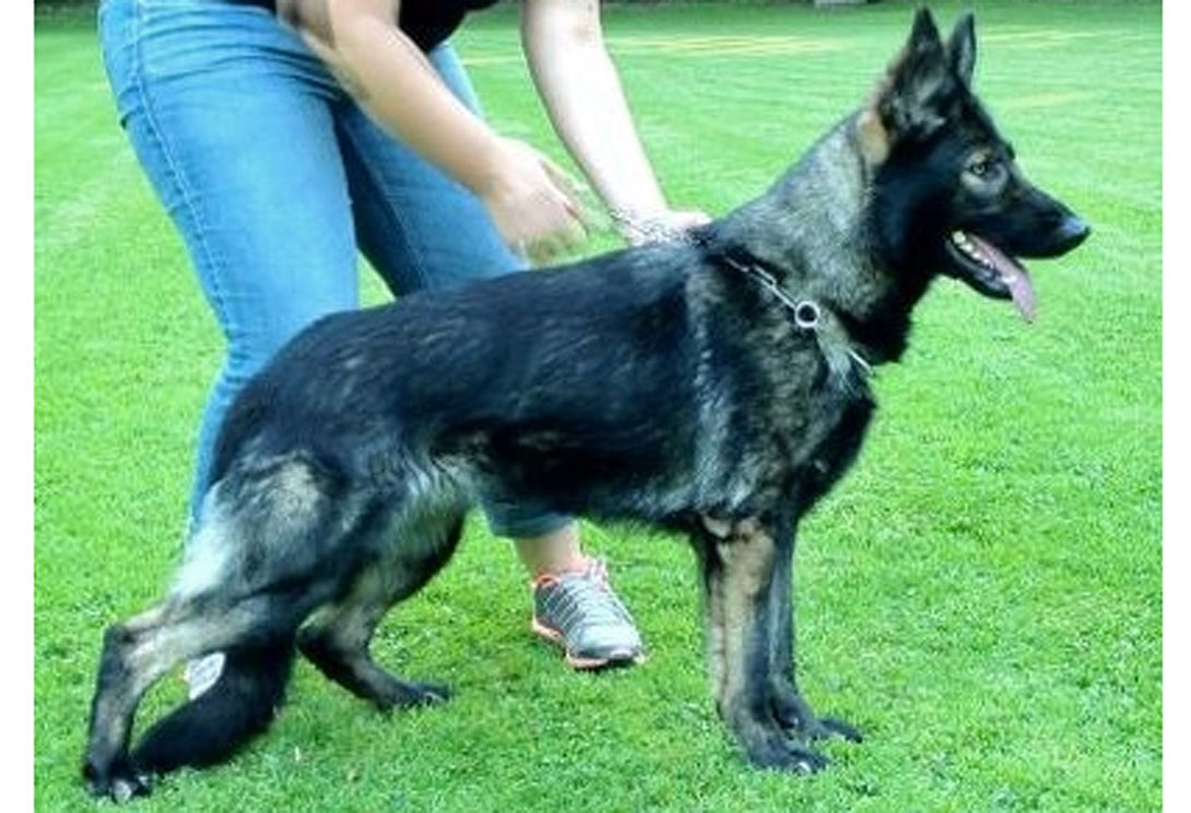 Thaila von Neandertal