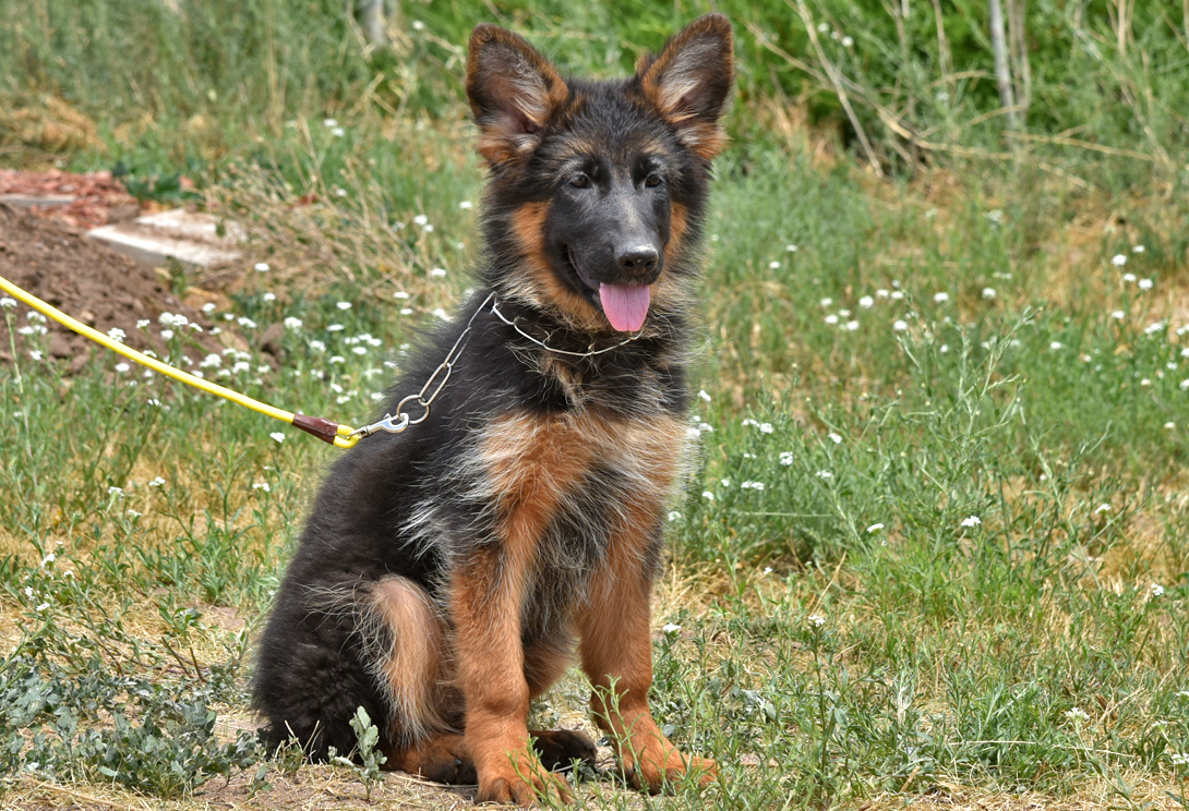 Qarta von Rapicar (INT)