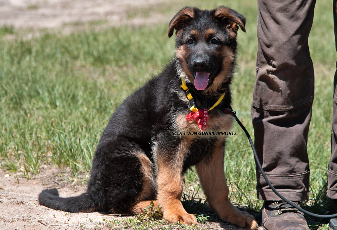 Scott vom Osterberger-Land