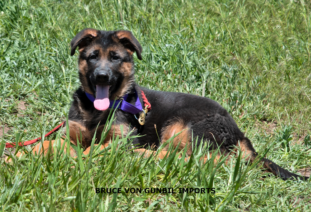 Bruce vom Wojwodina Hof