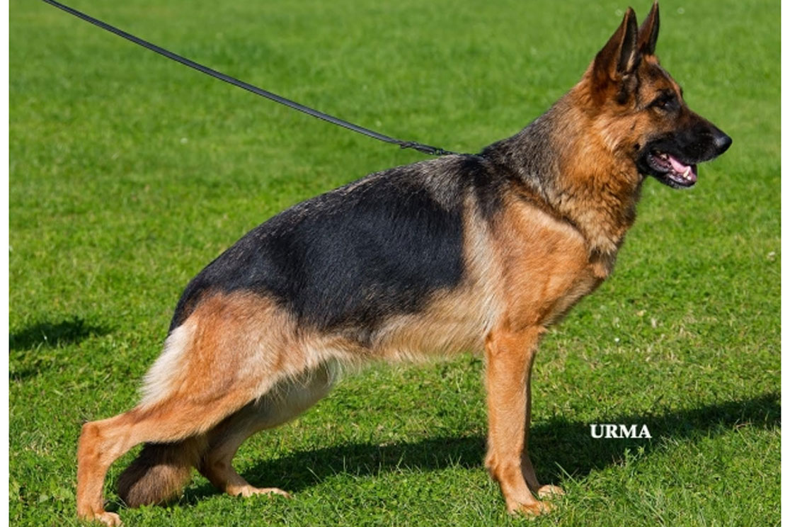 Petra von der Oher Tannen