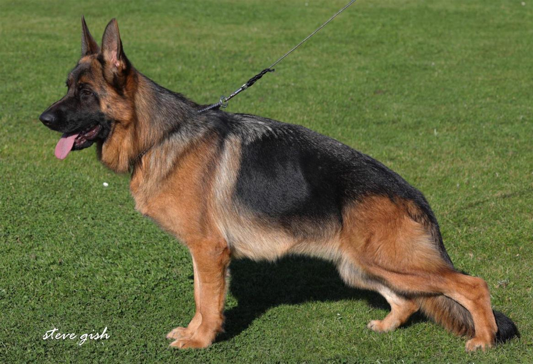 Caya vom Fichtenschlag