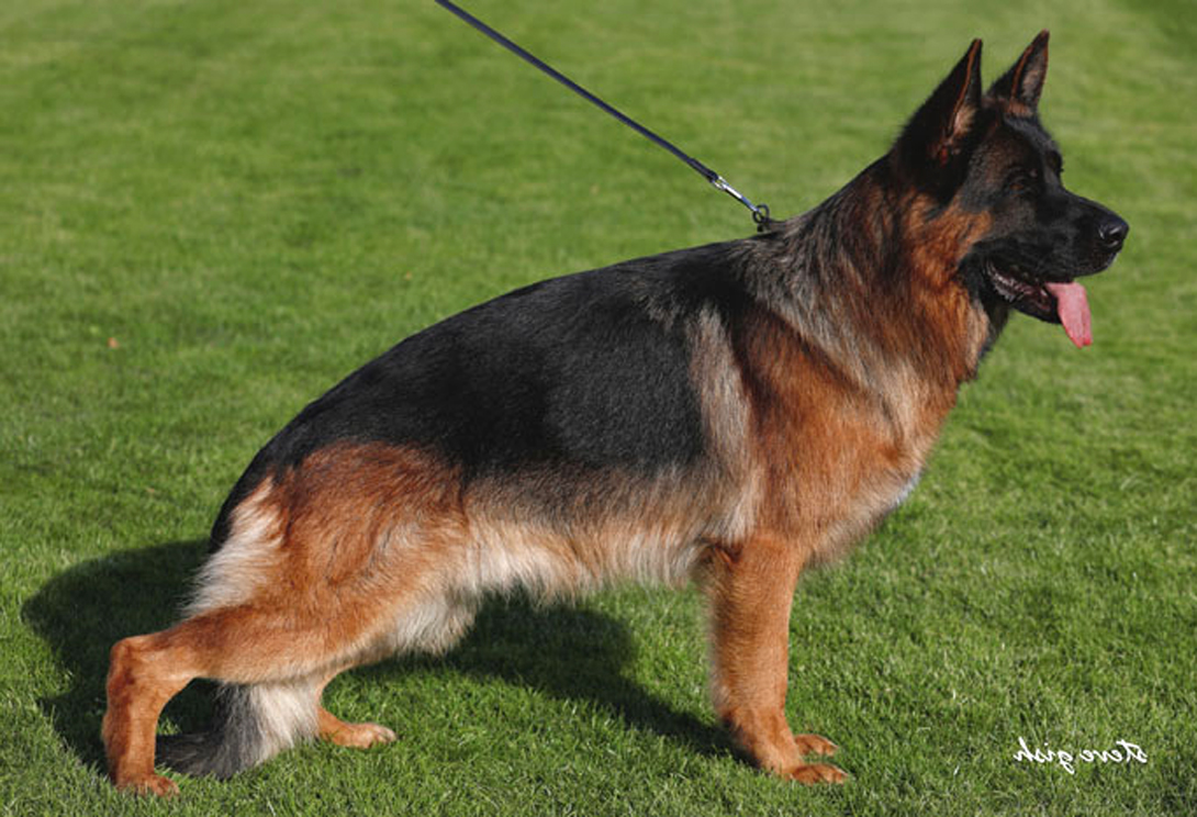 Nox vom kleinen Zauberberg