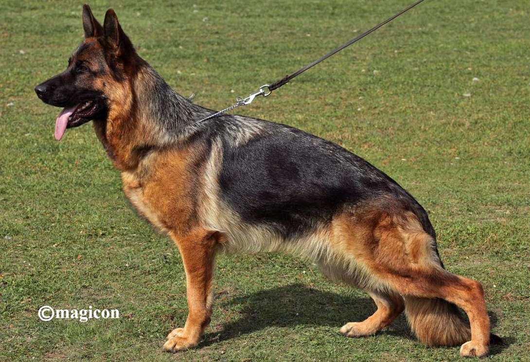 Jette vom Kuckucksland