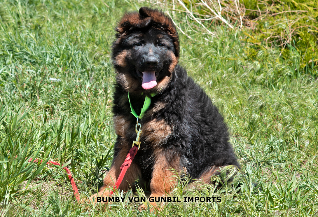 Billy vom Wojwodina Hof