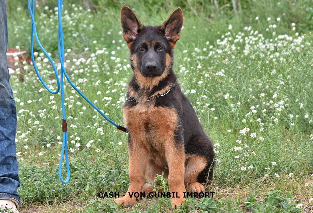 Cash vom Wojwodina Hof (INT)