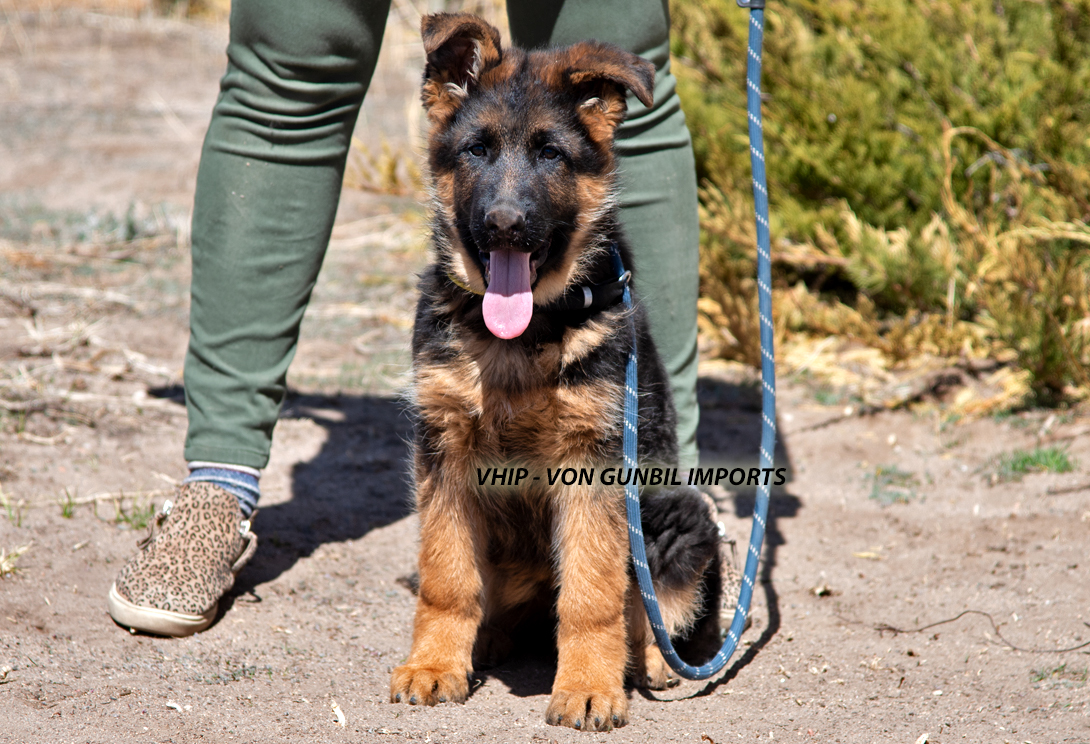 Vhip vom Thalberger Land