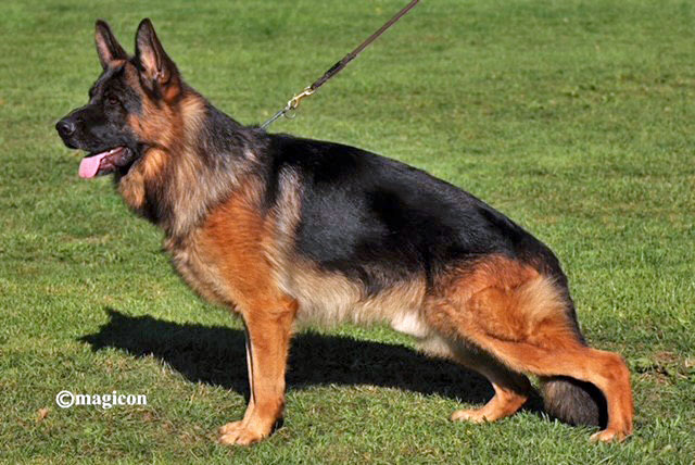 Pepe vom Thalberger Land