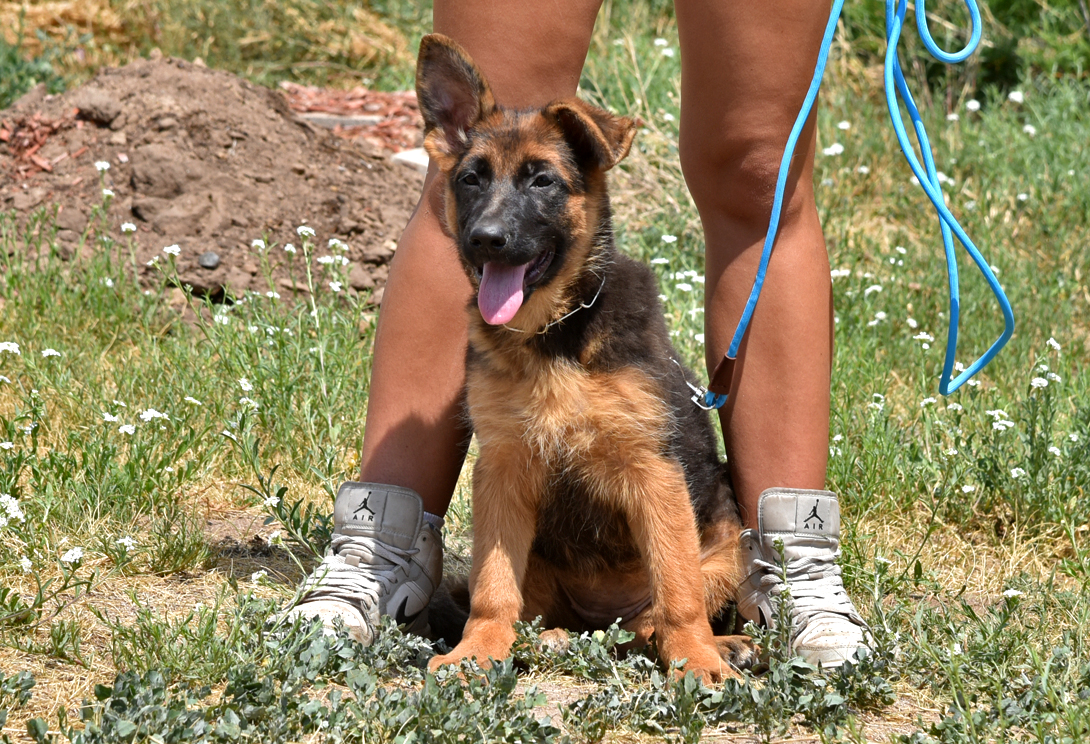 Quenni von Rapicar (INT)