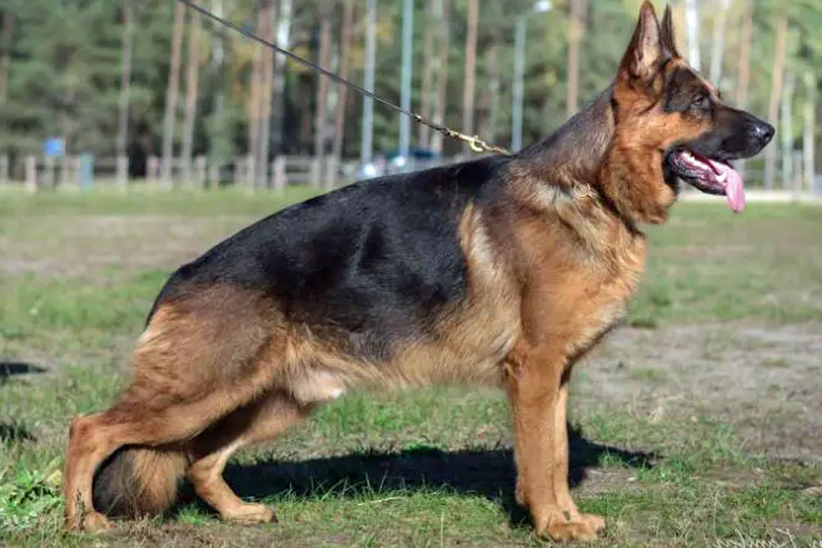 Yados vom Osterberger-Land