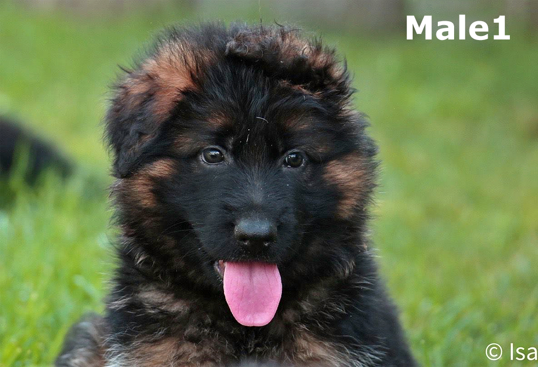 Spot von Gunbil Imports