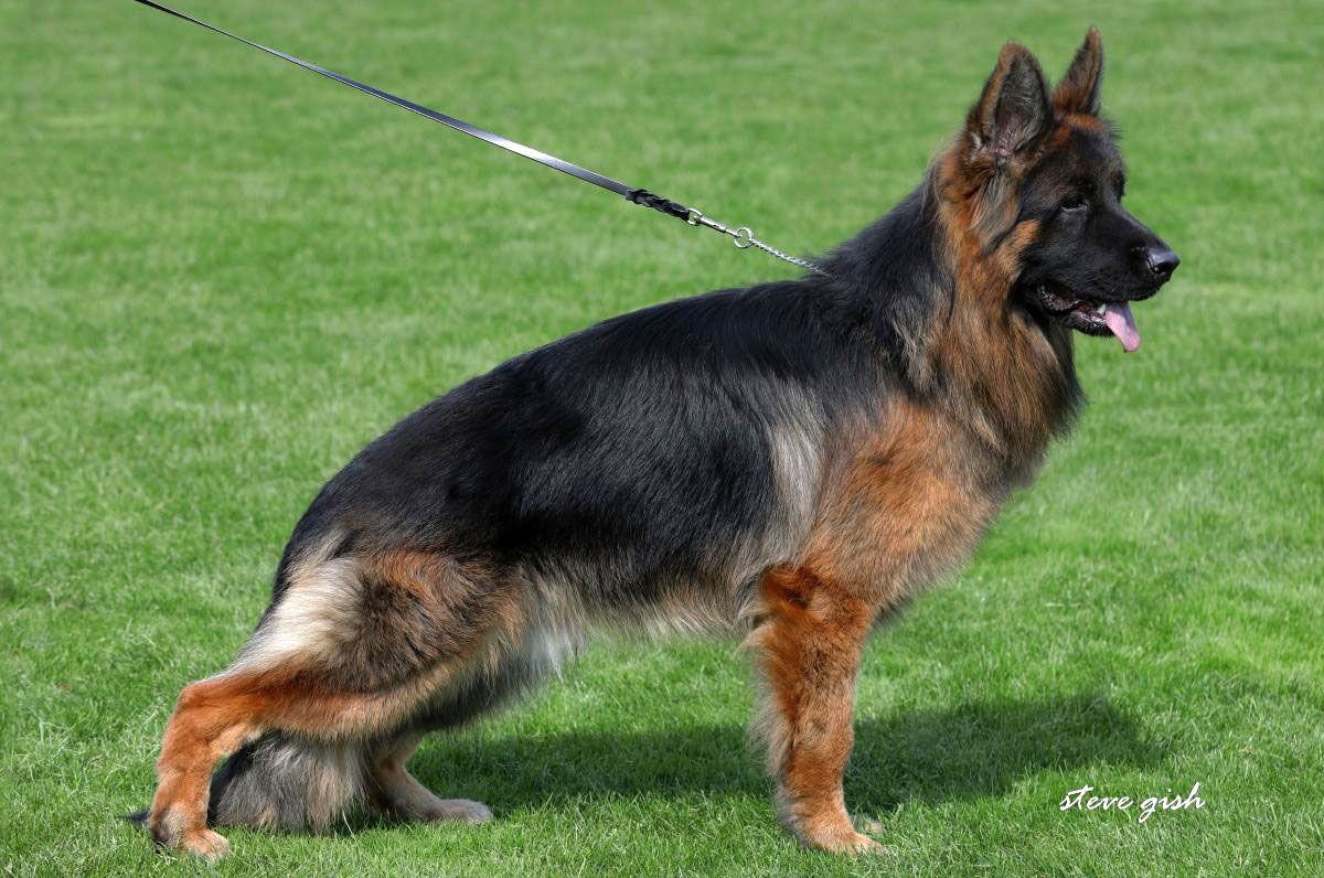 Zack vom Team Hühnegrab