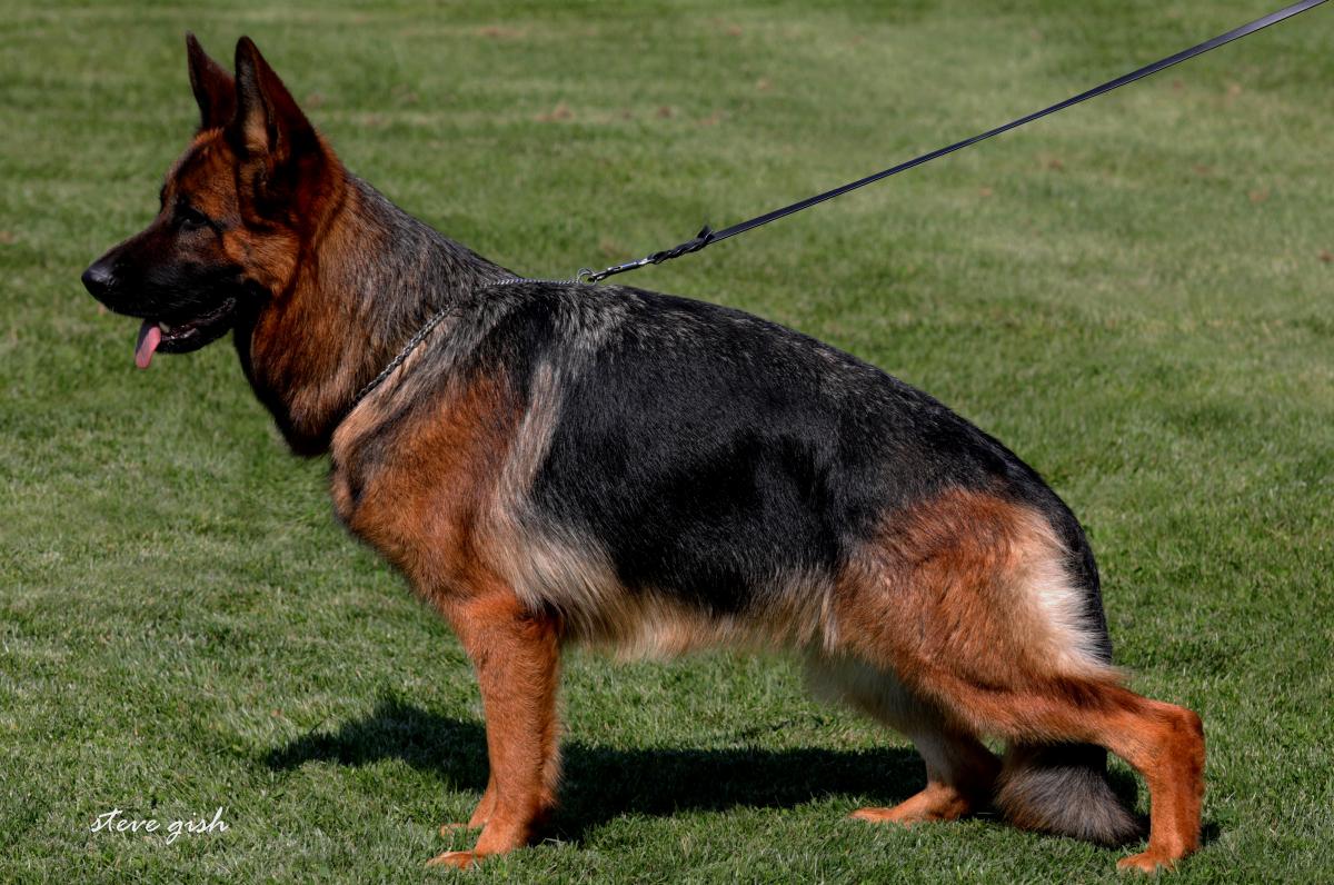 Yulka vom Hühnegrab