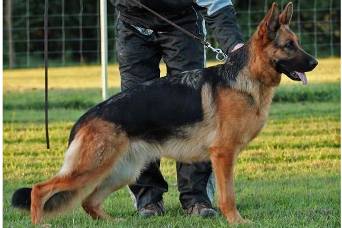 Hilleri vom Aspenhaus