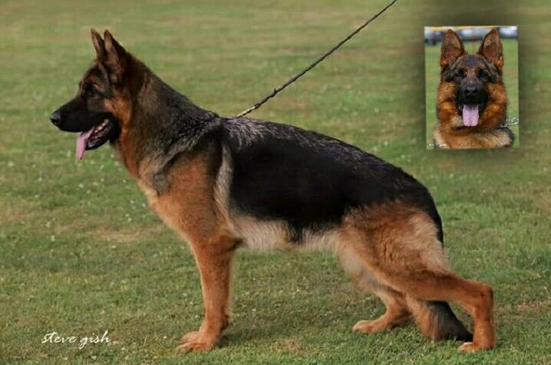 Rosie von der Bärenschlucht