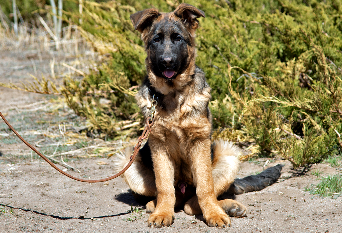 Gadget von Gunbil Imports