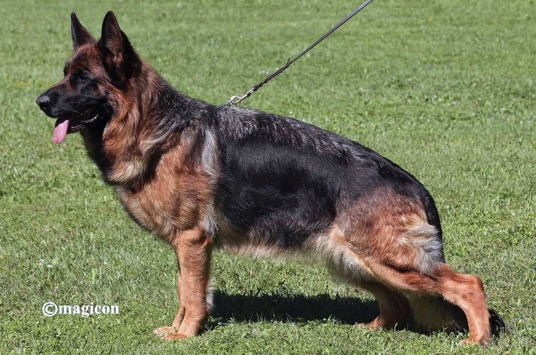 Naomi vom Tiroler Unterland