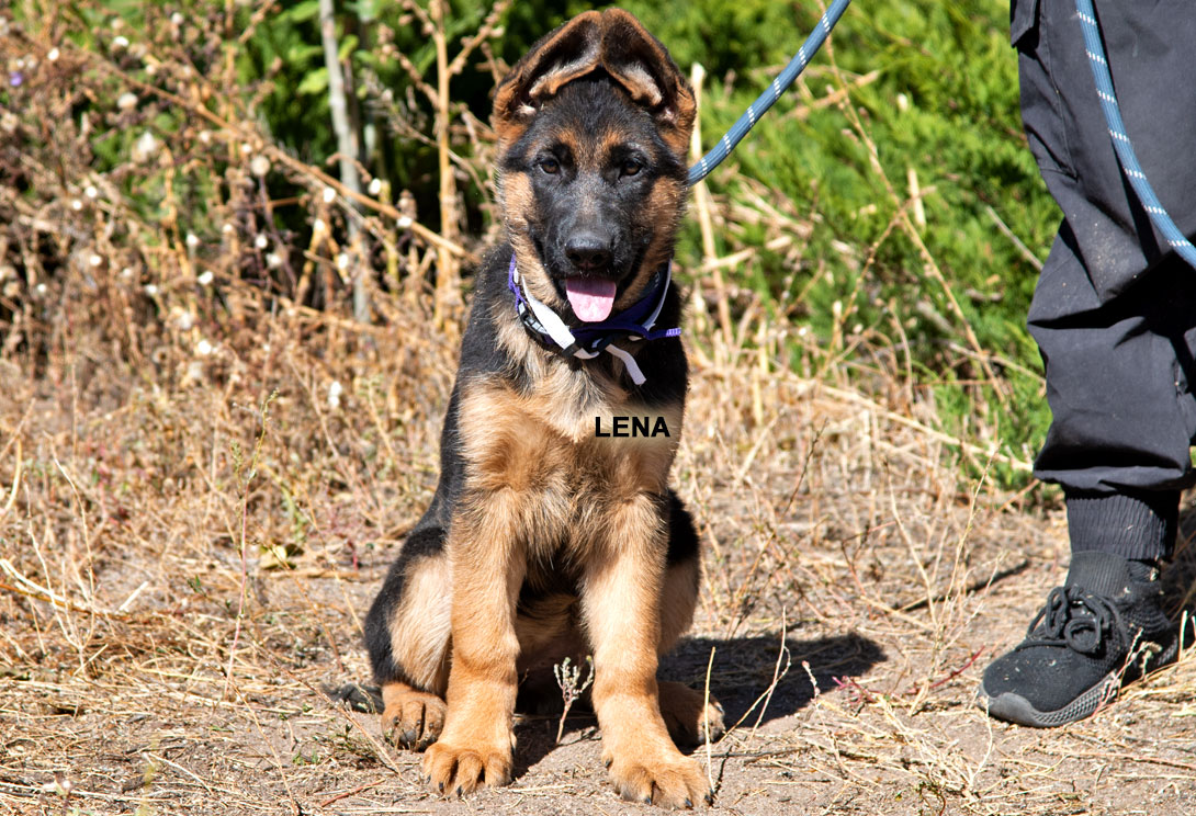 Lena vom Lärchenhain