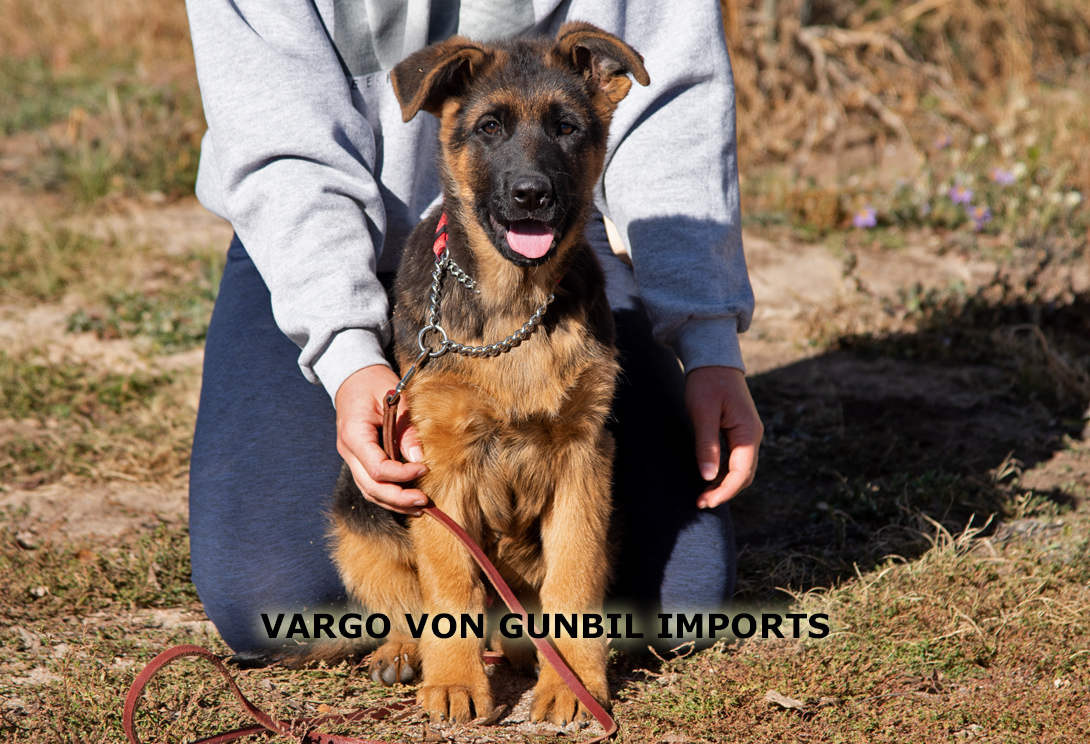 Vargo vom Lärchenhain