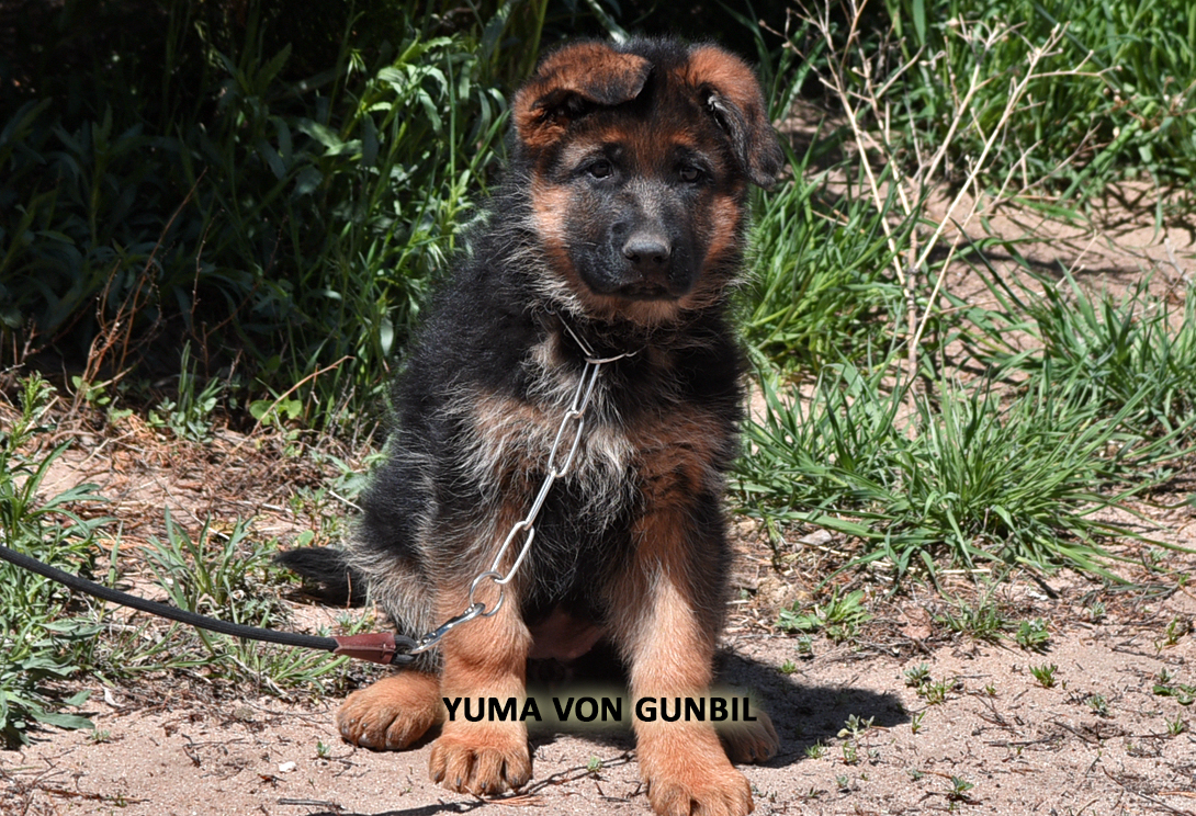 Yuma von Gunbil