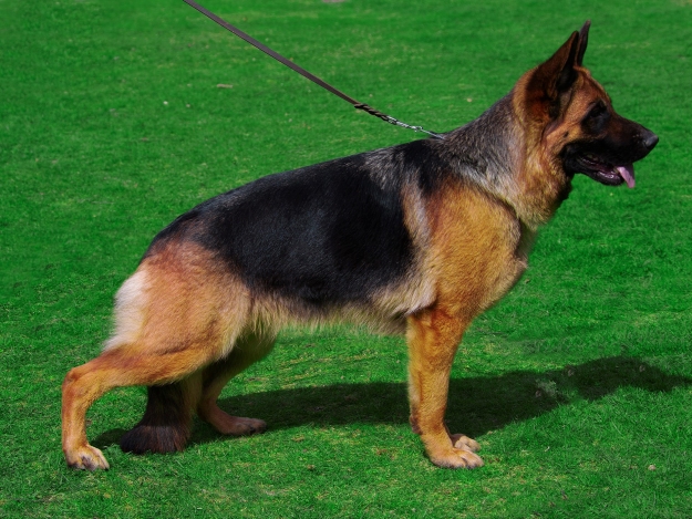 Las Palmas von Beluga