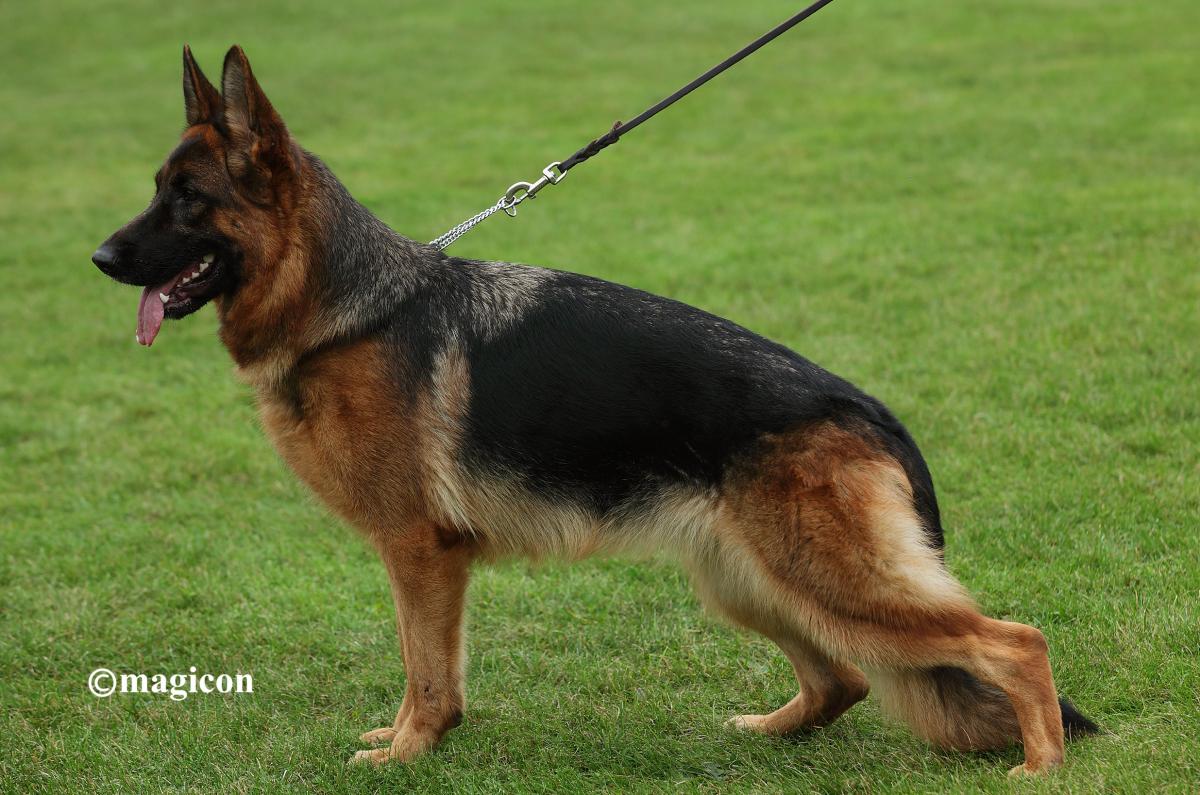 Bossa von Vierhundert Hertz