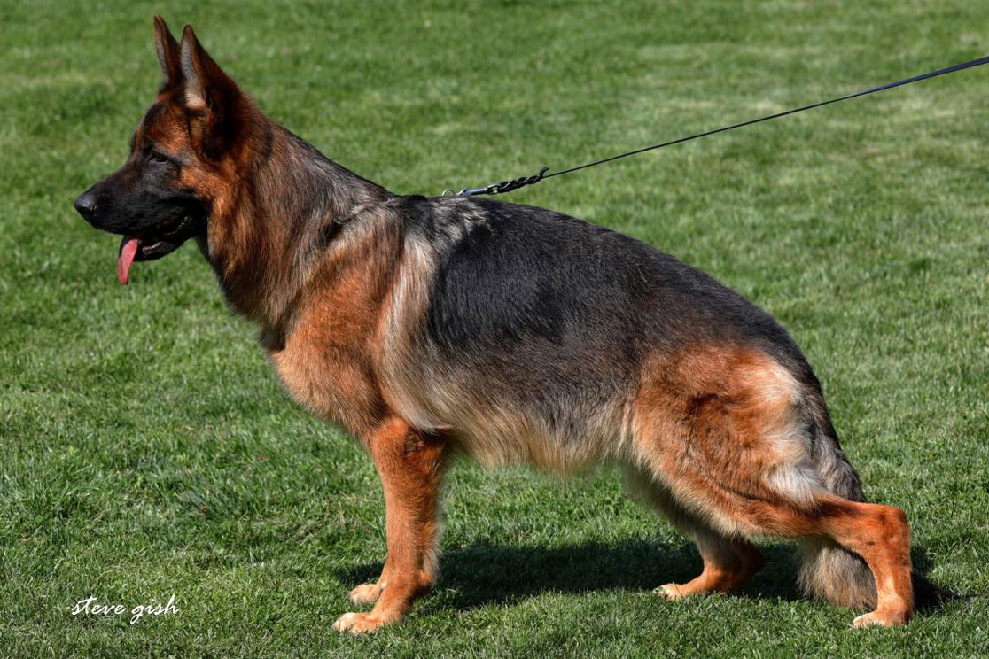 Yolly vom Hühnegrab