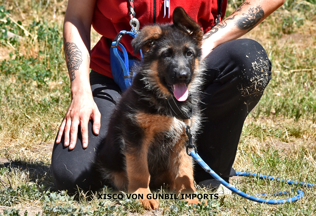 Xisco vom Fichtenschlag