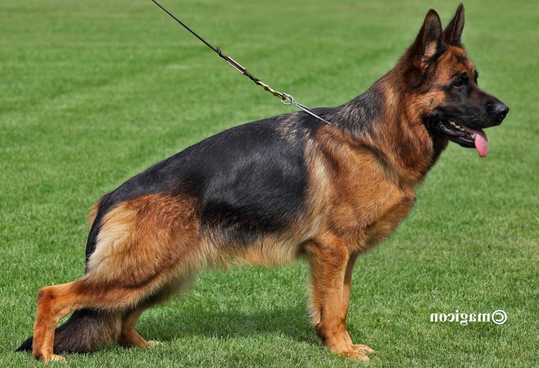 Perdy vom Lärchenhain