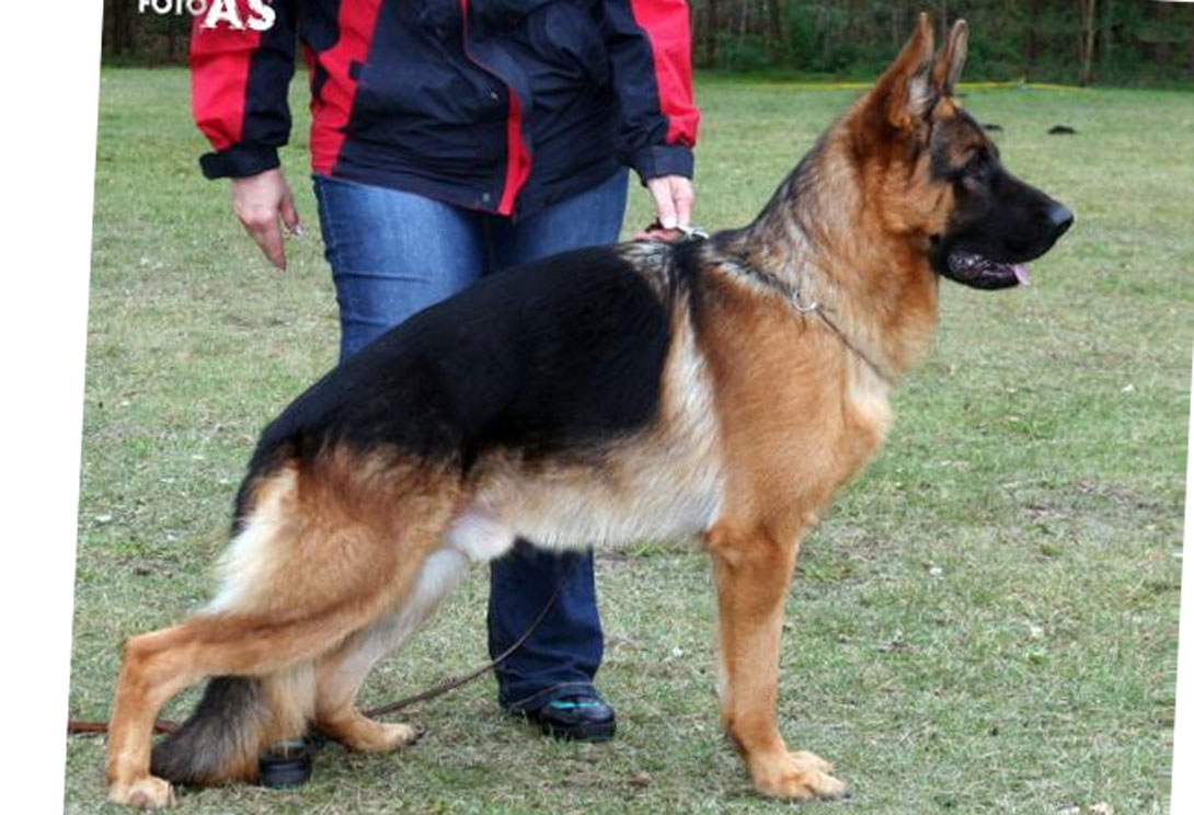 Ilbo von Sankt Raphael