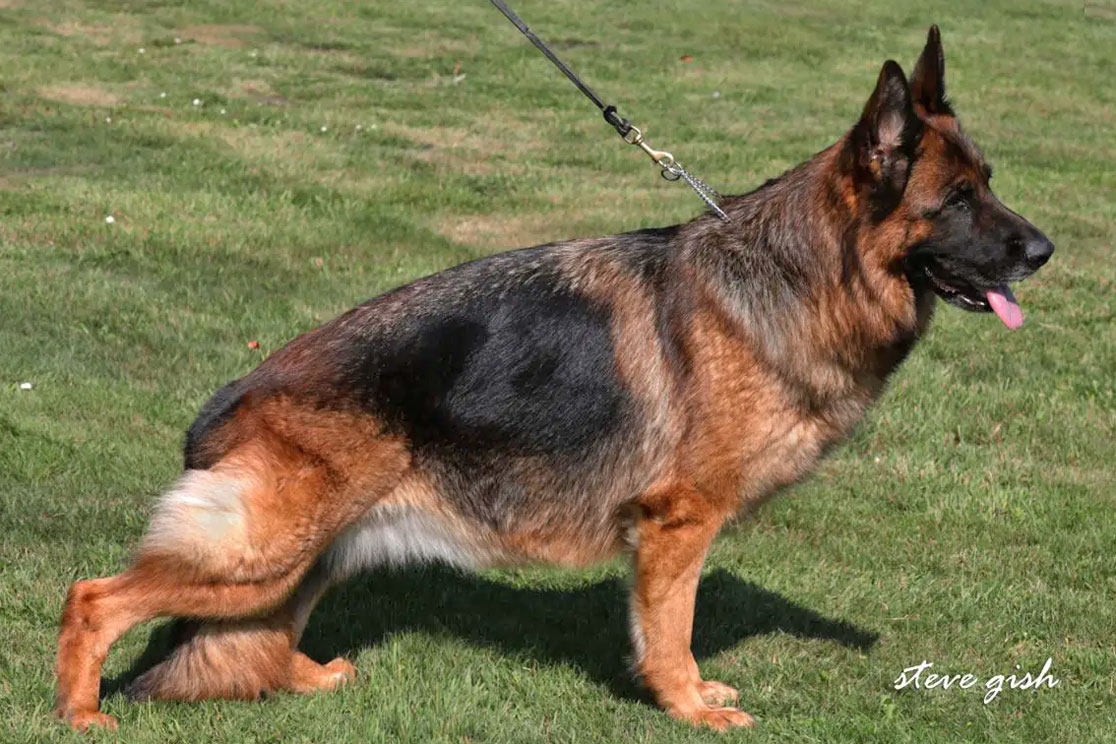 Ossy vom Suentelstein