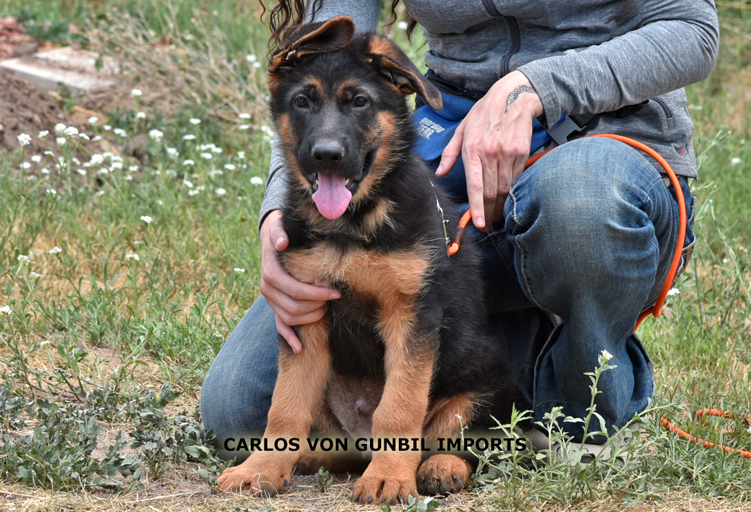 Carlos vom Wojwodina Hof (INT)