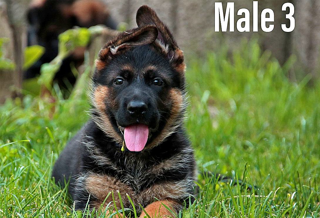 Sauron vom Zedtlitzer Dreieck