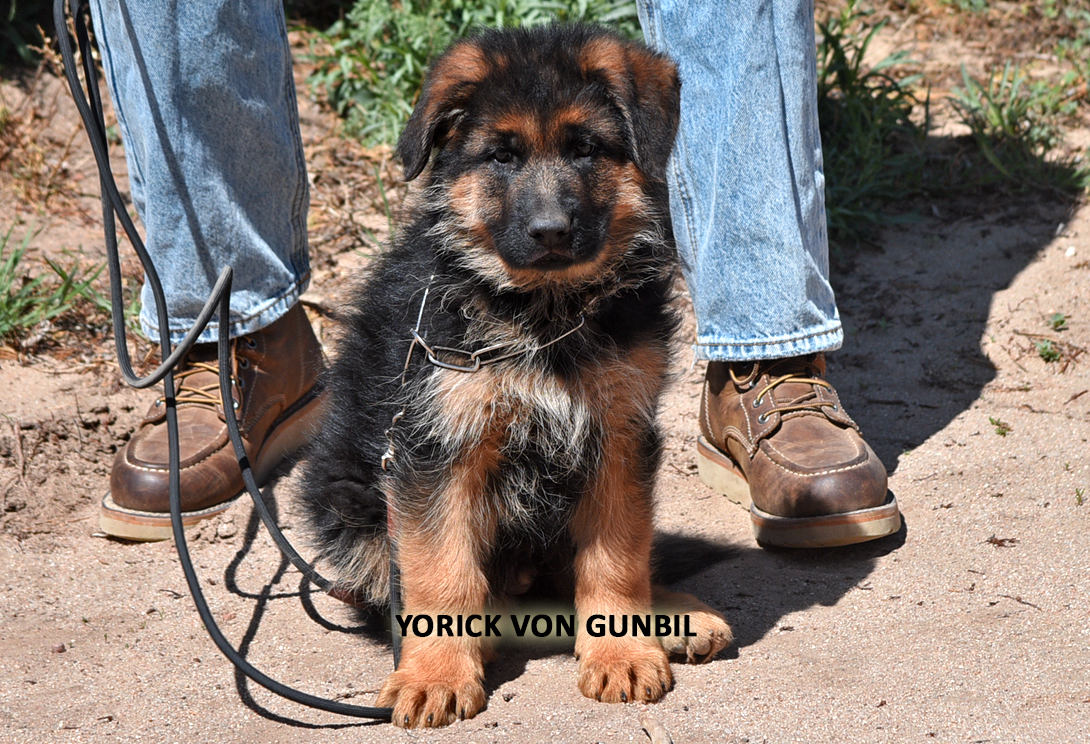 Yeats von Gunbil