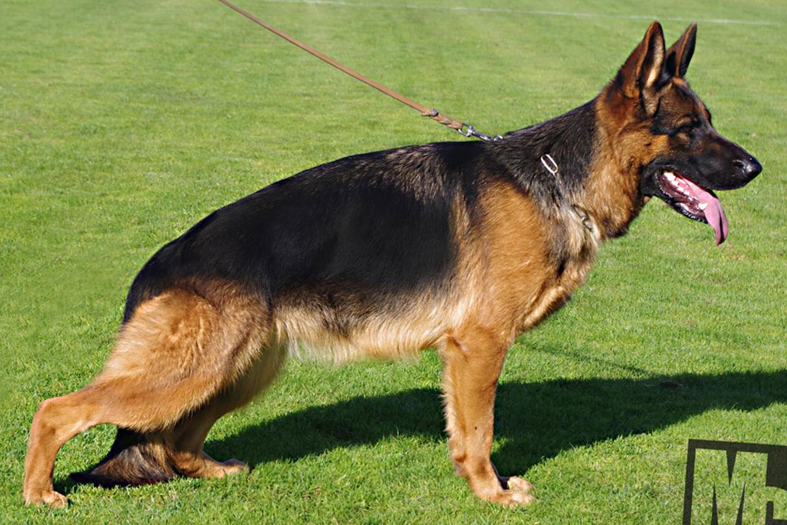 Lilly von den Oher Tannen