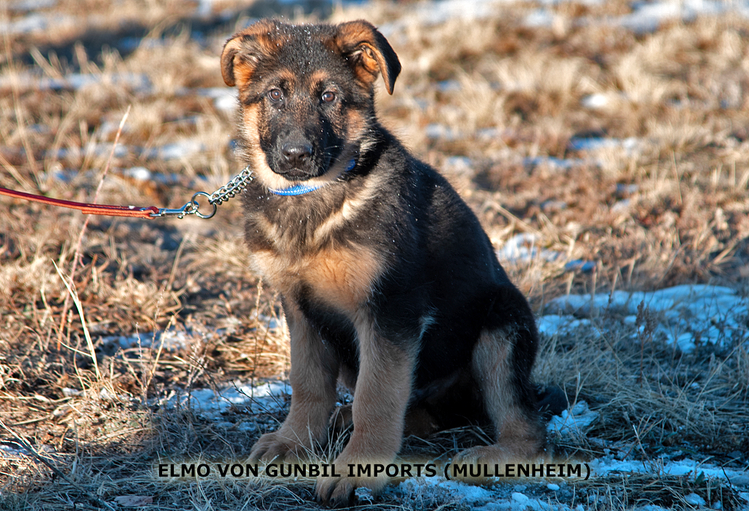 Elmo von Mühlenheim