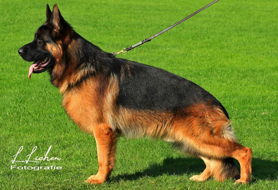 Kamillo vom Feuermelder